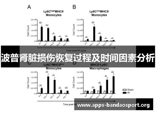 波普肾脏损伤恢复过程及时间因素分析