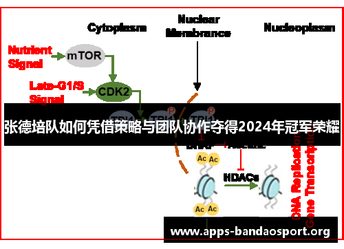 张德培队如何凭借策略与团队协作夺得2024年冠军荣耀